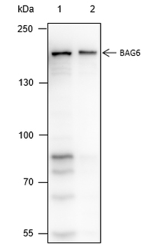 BAG6 Recombinant Mouse Monoclonal Antibody