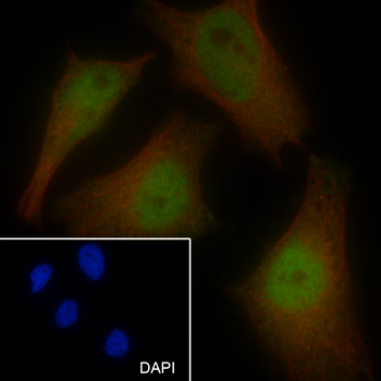 BAG6 Recombinant Mouse Monoclonal Antibody
