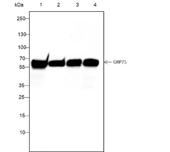 GRP75 Recombinant Mouse Monoclonal Antibody
