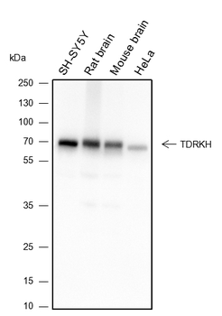 TDRKH Recombinant Mouse Monoclonal Antibody