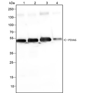 RAB3GAP1 Recombinant Mouse Monoclonal Antibody