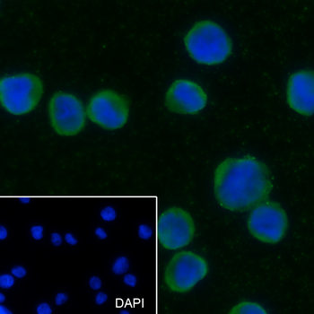 STING1 Recombinant Rabbit Monoclonal Antibody