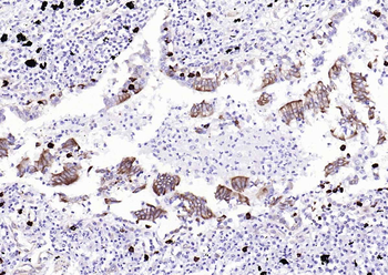STING1 Recombinant Rabbit Monoclonal Antibody