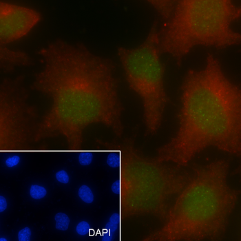 EHMT2 Recombinant Mouse Monoclonal Antibody