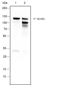 BCAR1 Recombinant Mouse Monoclonal Antibody