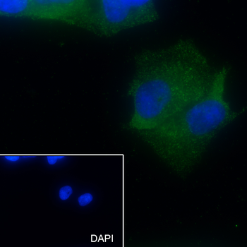 Siglec-9 Recombinant Mouse Monoclonal Antibody