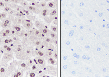 Mono-Methyl-Histone H3 (Lys23) Recombinant Rabbit Monoclonal Antibody