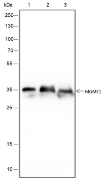 MGME1 Recombinant Mouse Monoclonal Antibody