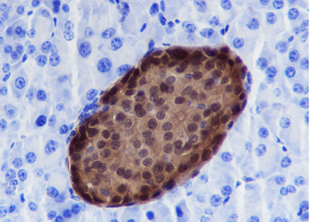 SCGN Recombinant Rabbit Monoclonal Antibody