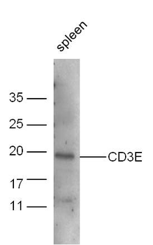 CD3E Rabbit Polyclonal Antibody