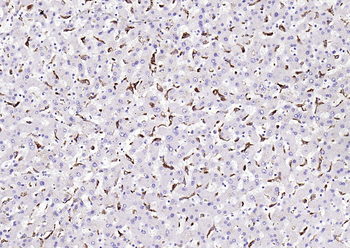 CD68 Mouse Monoclonal Antibody