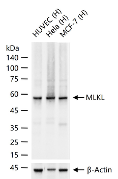 MLKL Recombinant Rabbit Monoclonal Antibody