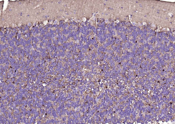 NCAM Recombinant Rabbit Monoclonal Antibody