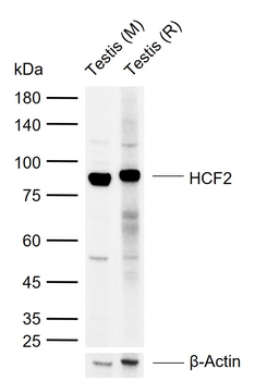 HCF2 Rabbit Polyclonal Antibody