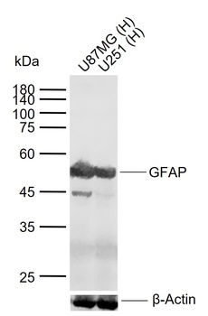GFAP antibody