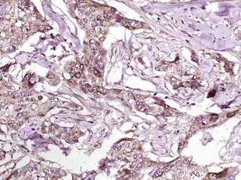 NTN3 Rabbit Polyclonal Antibody