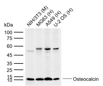 Osteocalcin Rabbit Polyclonal Antibody