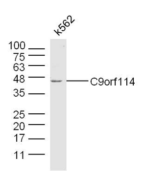 C9orf114 Rabbit Polyclonal Antibody