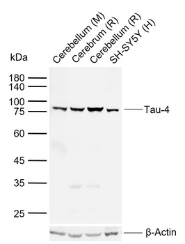 Tau-4 antibody