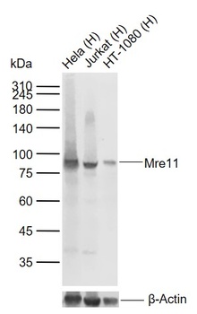 MRE11 antibody