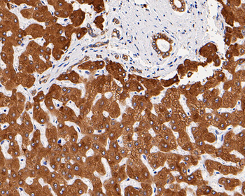 TGF alpha Recombinant Rabbit Monoclonal Antibody