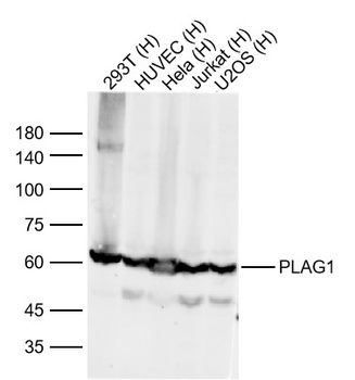 PLAG1 antibody