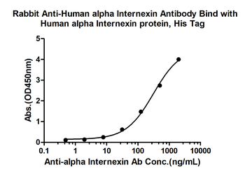 Alpha Internexin Rabbit Polyclonal Antibody