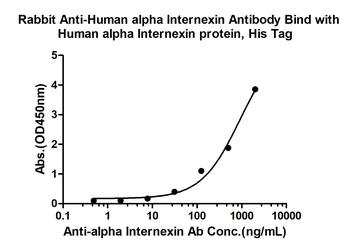 Alpha Internexin Rabbit Polyclonal Antibody