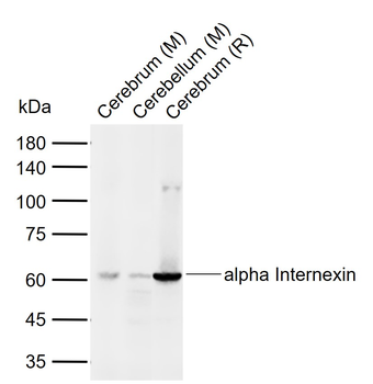 Alpha Internexin Rabbit Polyclonal Antibody