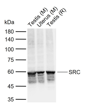 SRC Mouse Monoclonal Antibody