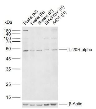 IL-20R alpha antibody
