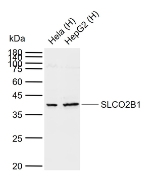 WNT7A Rabbit Polyclonal Antibody