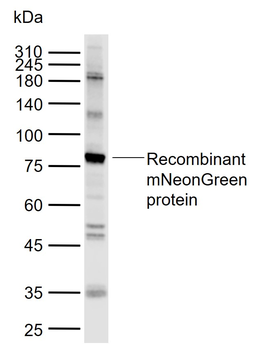 Biorbyt Antibody mneongreen