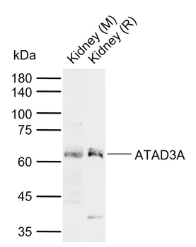 ATAD3A Rabbit Polyclonal Antibody