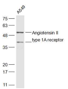 Angiotensin II type 1A receptor Rabbit Polyclonal Antibody
