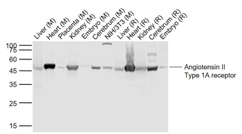 Angiotensin II type 1A receptor Rabbit Polyclonal Antibody