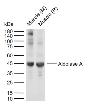 Aldolase A Rabbit Polyclonal Antibody