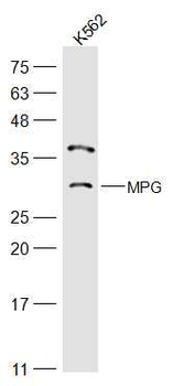 APNG/MPG Rabbit Polyclonal Antibody