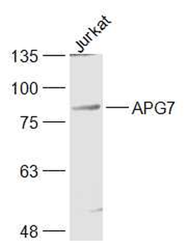 ATG7/APG7 Rabbit Polyclonal Antibody