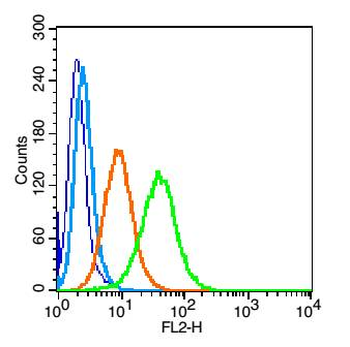 CCR5 Rabbit Polyclonal Antibody