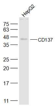 CD137 Rabbit Polyclonal Antibody