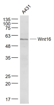 Wnt16 Rabbit Polyclonal Antibody