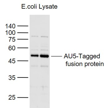 AU5 tag Rabbit Polyclonal Antibody