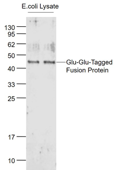 Glu-Glu Tag Rabbit Polyclonal Antibody