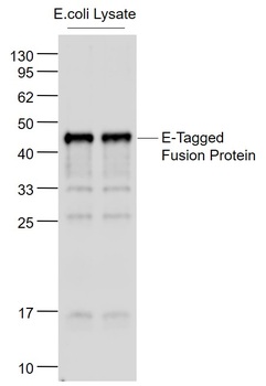 E Tag Rabbit Polyclonal Antibody