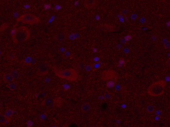 Dopamine D3 receptor Rabbit Polyclonal Antibody