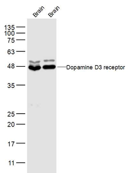 Dopamine D3 receptor Rabbit Polyclonal Antibody
