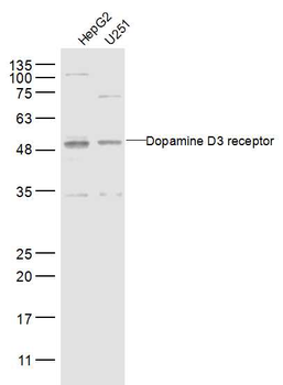 Dopamine D3 receptor Rabbit Polyclonal Antibody