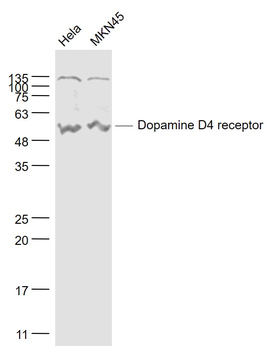 Dopamine D4 receptor Rabbit Polyclonal Antibody