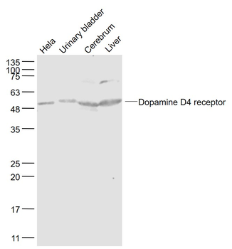 Dopamine D4 receptor Rabbit Polyclonal Antibody